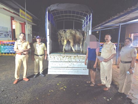 लांजा येथे गुरांची निर्दय वाहतूक केल्याप्रकरणी पोलिसांची कारवाई