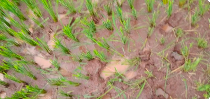 संगमेश्वर किरबेटमध्ये गवारेड्यांचा धुडगूस