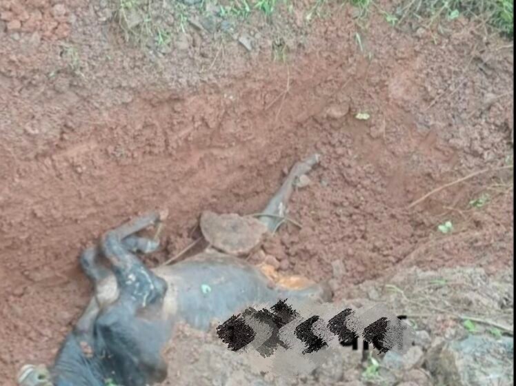  डिंगणी फाट्यावर रस्ते अपघातात गाईचा मृत्यू