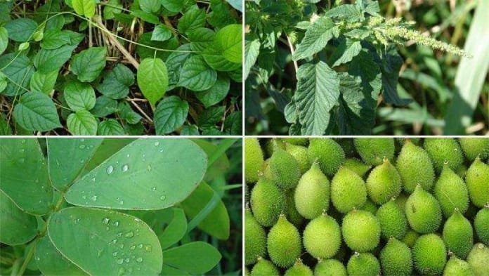 रानभाज्यांचे अनोखे जग
