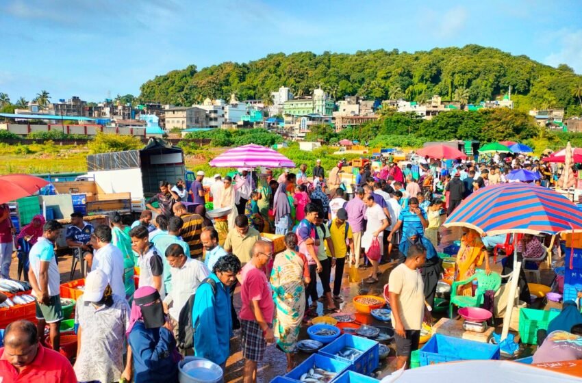  श्रावण संपताच मिरकरवाडा बंदरात खवय्यांची गर्दी