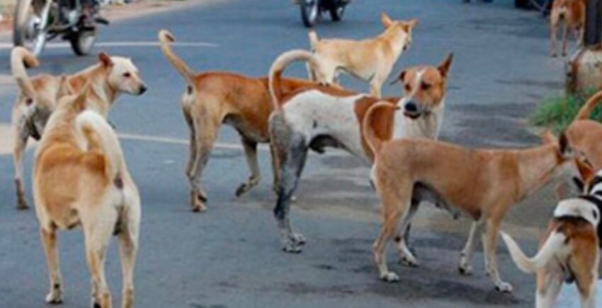  भटक्या कुत्र्यांचा हल्ल्यात चिमुकला गंभीर जखमी