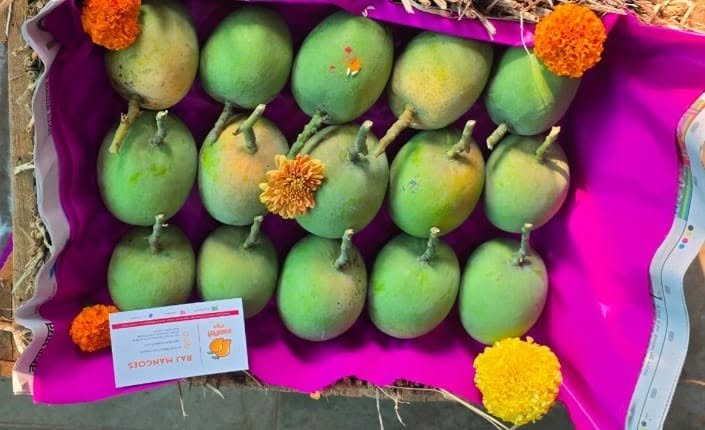 रत्नागिरीच्या बाजारात तब्बल चार महिने आधीच आला ‘हापूस’!; आंब्याच्या पहिल्या पेटीला मिळाला तब्बल २१ हजारांचा दर